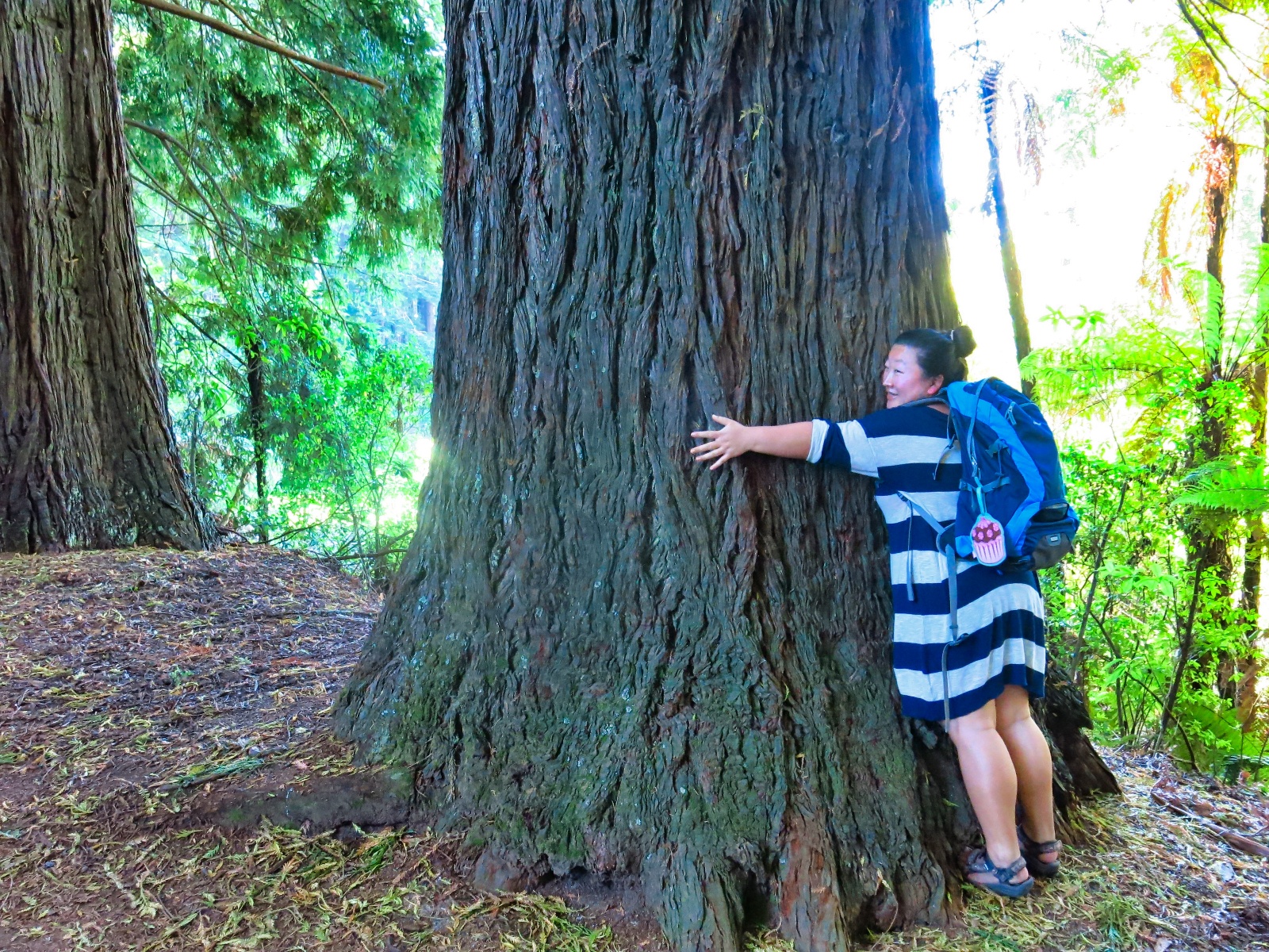 Redwood